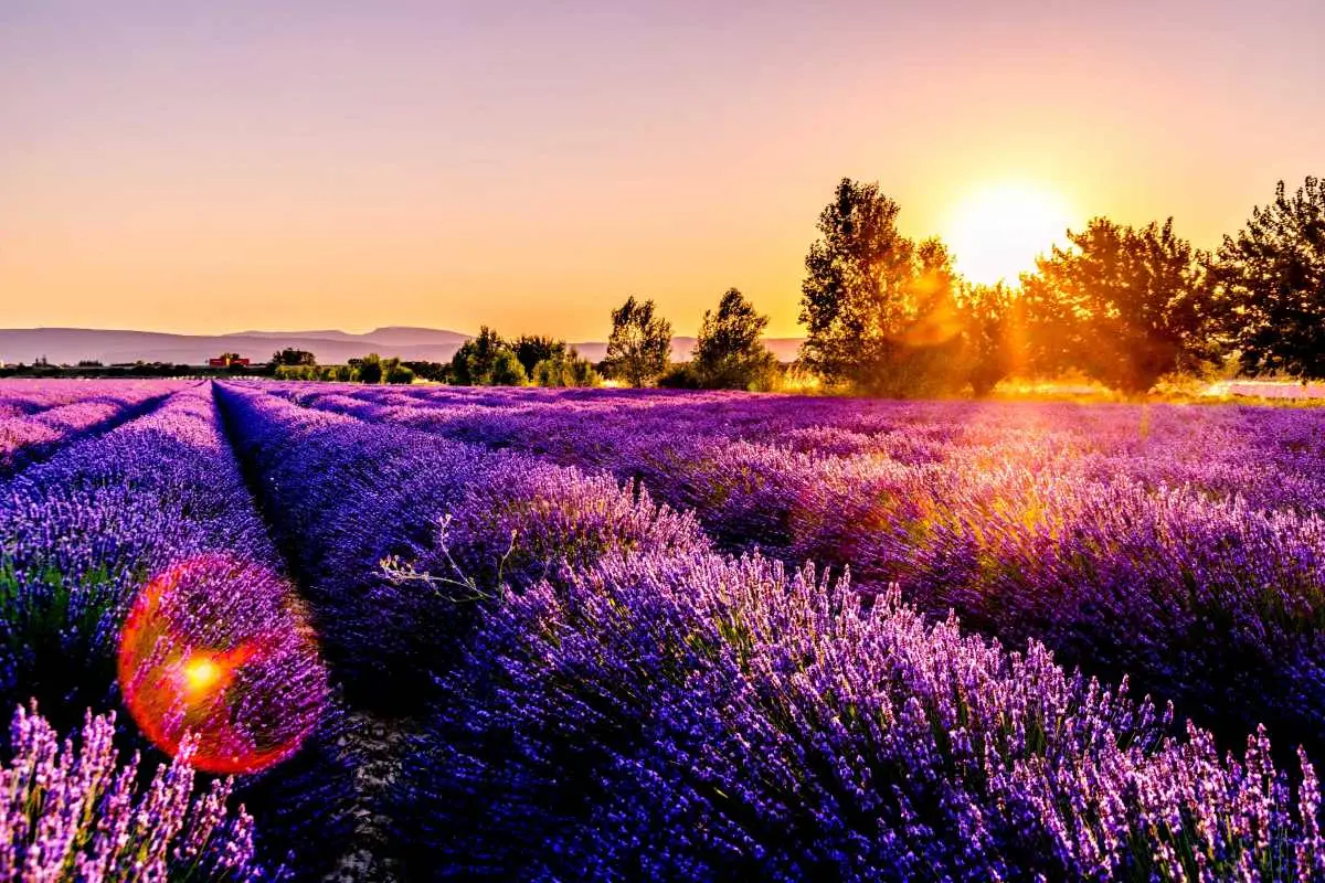 Getting married in France - Destination wedding idea - Best regions in France - Provence fields of lavander